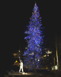 Night time shot of evergreen tree with lights